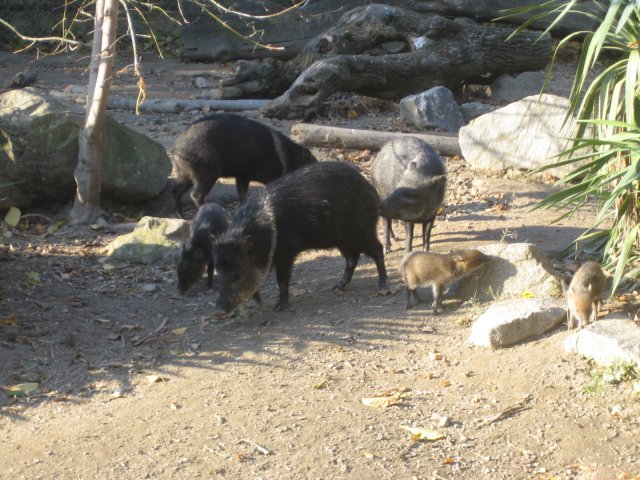 Besuch Schönbrunn 2010